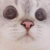 Gatito UwU 23