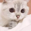 Gatito UwU 24