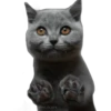 Cats 2 7