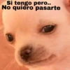 🐕PERRITO TOXICO2🐕 22