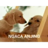 Oala Asuuuuuu 5