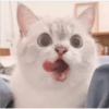 Gatito UwU 25