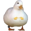 士