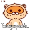 🦝Raccoon  cute🦝🇲 17