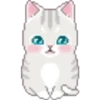 Gatitos bonitos 17