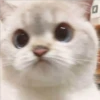 Gatito UwU 26