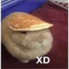 XD