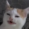 fnotanottyt dopo tutto sono io 11