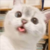 Gatito UwU 27