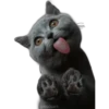 Cats 2 8