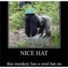 NICE HAT
this monkey has a cool hat on