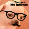 🐕PERRITO TOXICO2🐕 24