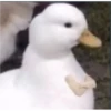 Animales2 16