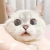 Gatito UwU 28