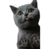 Cats 2 9