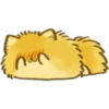Perrito Pomerania 21