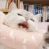 Gatito UwU 30