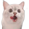 Cats 2 10