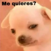 🐕PERRITO TOXICO2🐕 29