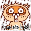 🦝Raccoon  cute🦝🇲 23