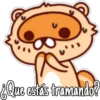 🦝Raccoon  cute🦝🇲 25