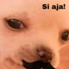 🐕PERRITO TOXICO2🐕 31