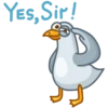Pidgeons 5