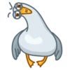 Pidgeons 17