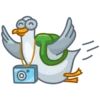 Pidgeons 25