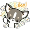 Kawaii Chihuahua I (Classic) 18