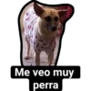 Me veo muy
perra