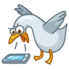 Pidgeons 20