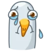Pidgeons 12