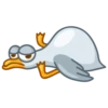 Pidgeons 11