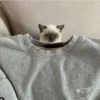 Gatos gatos 5