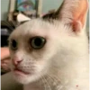 Gatos gatos 6