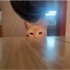 Gatos gatos 20