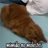 mimido no molestes