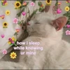 `meow 6