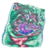 surprised cat 5