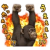 chimp 7