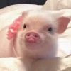 ludicrous animals 19