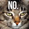 Kittydogs 25