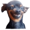 Chihuahuas random 25