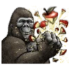 Gorilla gorilla 28