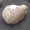 sheep🐑 17
