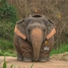 Elefante Chubby 🐘 1 10
