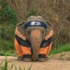 Elefante Chubby 🐘 1 17