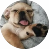 Lindos perritos🦴💞1🇵🇪Clásica 11