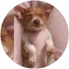 Lindos perritos🦴💞1🇵🇪Clásica 15